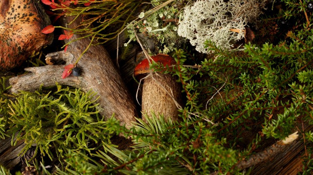 Осенний натюрморт — Другие хобби и увлечения: сад (фото 9)