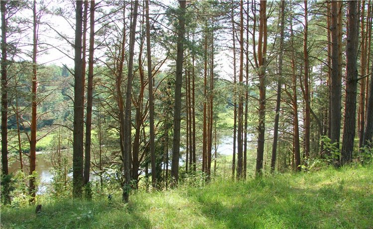 Девочка и Ёжик. Minifee Miyu FairlyLand | Бэйбики Девочка и Ёжик. Minifee Miyu FairlyLand (фото 3)