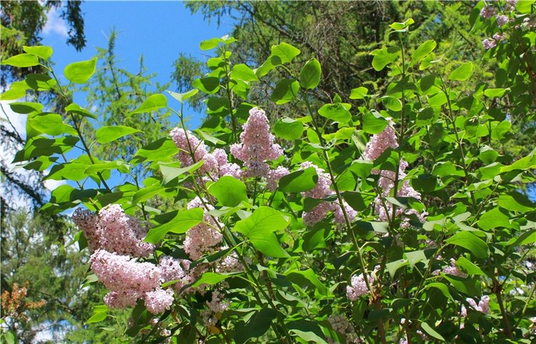 Я к Вам лечу воспоминаньем...Пушкинский праздник поэзии в Берново, 2019 год