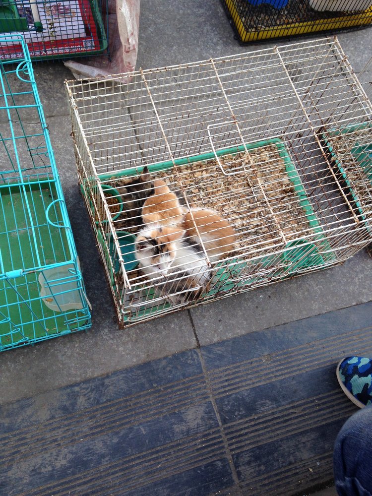 Прогулка по Китаю-2 (обзор цен на игрушки, животных, шмотки, еду)