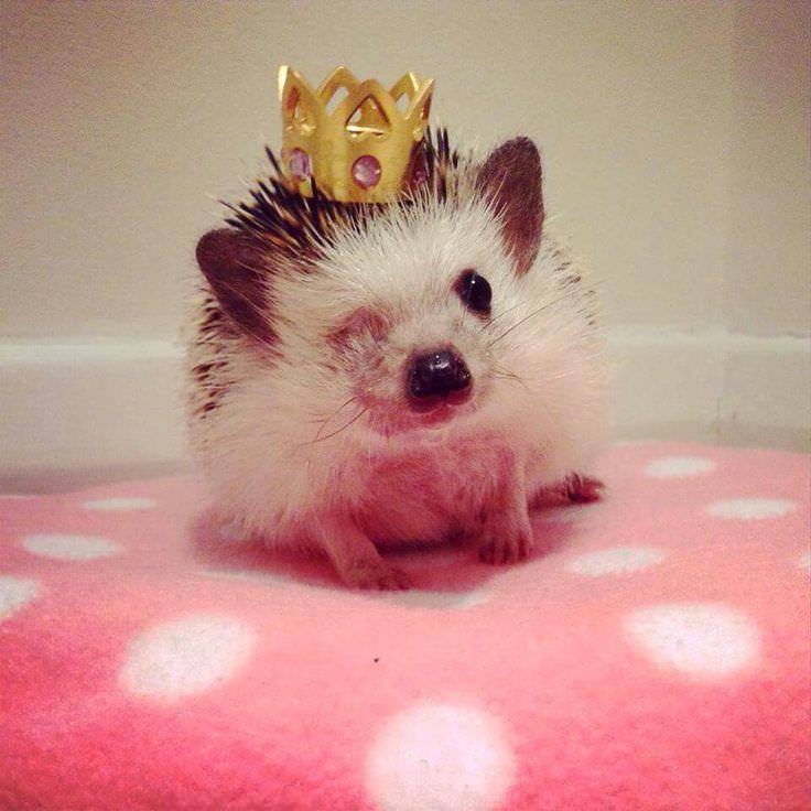 Любительские фотографии Ежей (выпуск 1) | Бэйбики Любительские фотографии Ежей (выпуск 1) (фото 7)