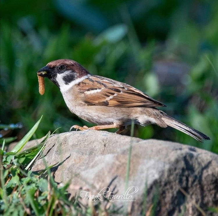 Любителям природы - профессиональные фотографии (выпуск 4) (фото 8)