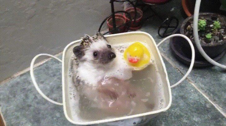 Любительские фотографии Ежей (выпуск 1) | Бэйбики Любительские фотографии Ежей (выпуск 1) (фото 8)