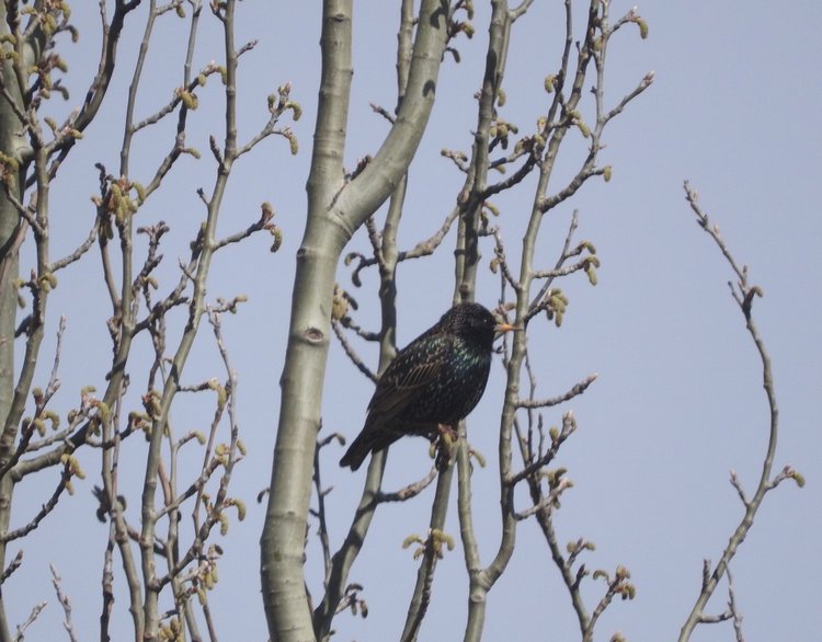 Сойки во дворе — Интересное и необычное: фотоподборки