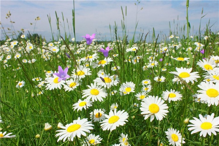 Ромашковый Июнь — Куклы Meadow dolls (Медовушки): BJD (БЖД)