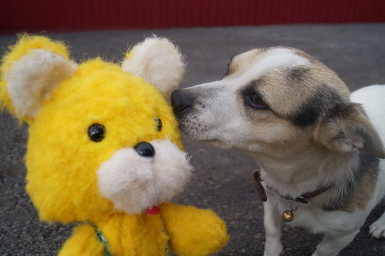 Ура! Суббота! Выписка куколок