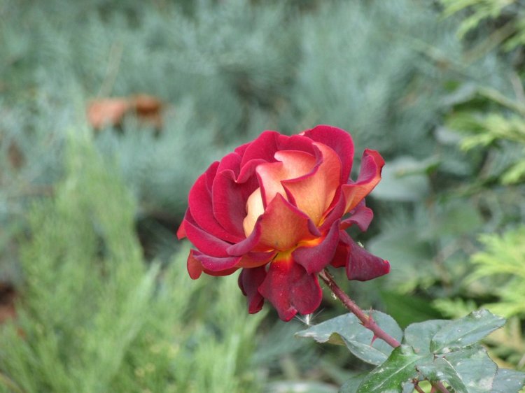 Осенняя пора в Ростове-на-Дону