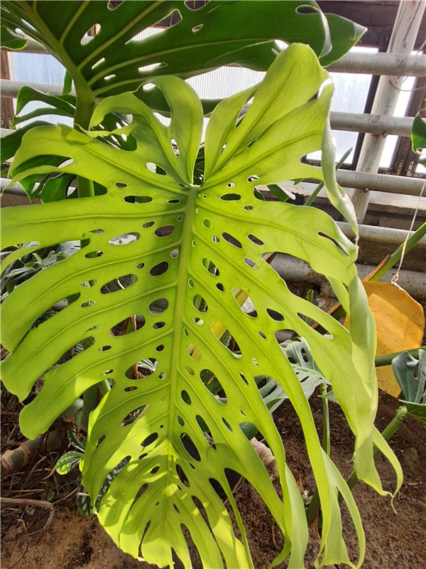 Выставка тюльпанов в Твери, продолжение