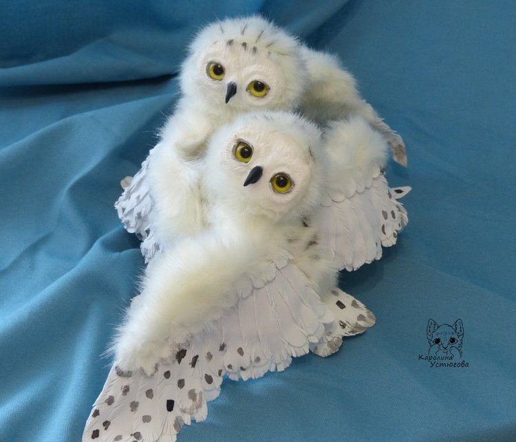 Полярные совы. Стремящиеся в полет (фото 4)