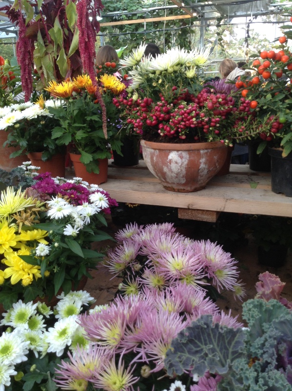 Аптекарский огород сегодня. ч.5. Грибной фестиваль