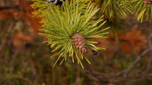 Осенний натюрморт — Другие хобби и увлечения: сад (фото 2)