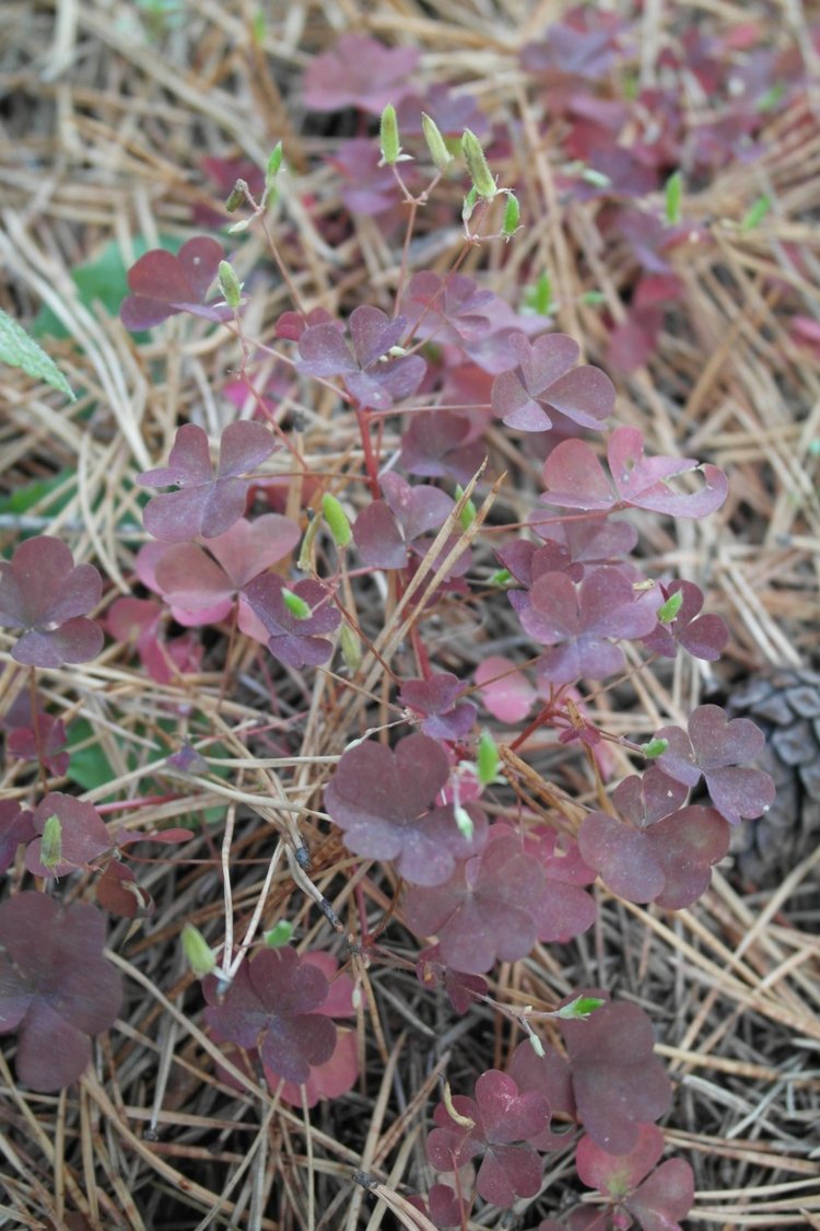 Мои куклы Kidz'n'Cats. Рогнеда (Алексис) 2011