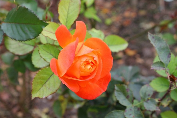 Старица, Музей фарфора — Фарфоровые статуэтки и фигурки: винтаж