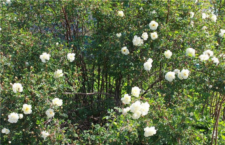 Я к Вам лечу воспоминаньем...Пушкинский праздник поэзии в Берново, 2019 год (фото 8)