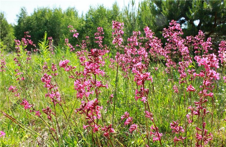 Малиновый Июнь, продолжение. BJD Gigi от Meadow Dolls