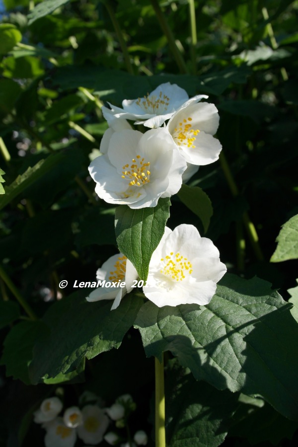 Ангел нашего сада — Куклы Kidz'n'Cats (Соня Хартман): шарнирные 46 см