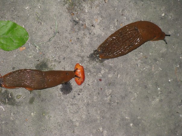 Разнообразие животного мира (фото 2)