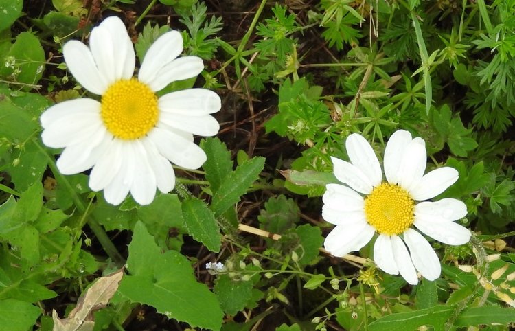 Цветы — роскошный дар природы