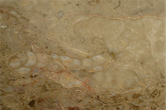 Звероящер и узоры времён динозавров в Московском метро