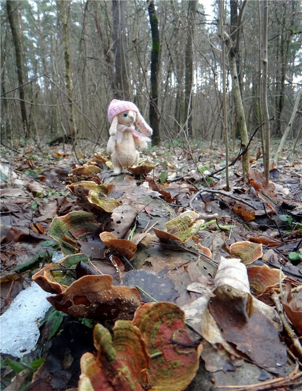 23 февраля - расцвели синие подснежники