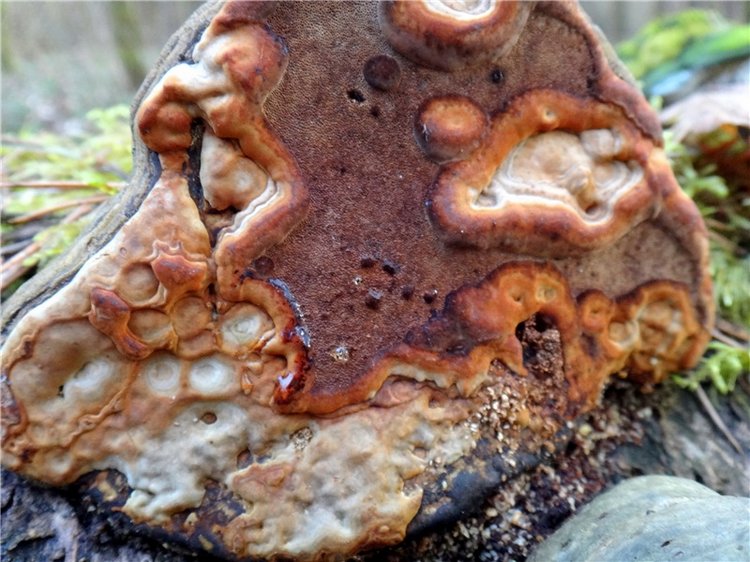 23 февраля - расцвели синие подснежники