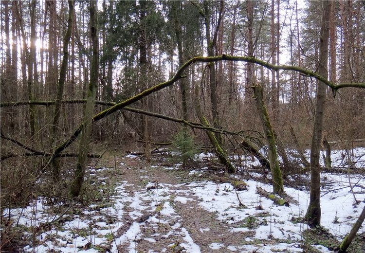 23 февраля - расцвели синие подснежники