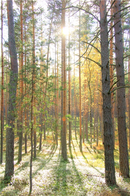 Осенняя прогулка Tammy в лесу