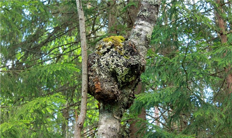 Ландышевый Лес. Twinkles Ella Chocolate