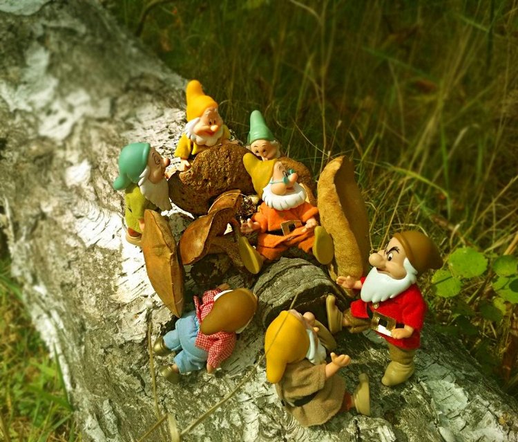 Осеннею порой под старою сосной... Принц, Белоснежка и гномы... встречаются