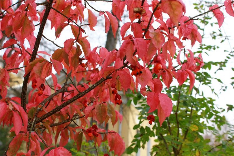 Золотая Осень в Берново с Имани. Mini Imani от Kaye Wiggs