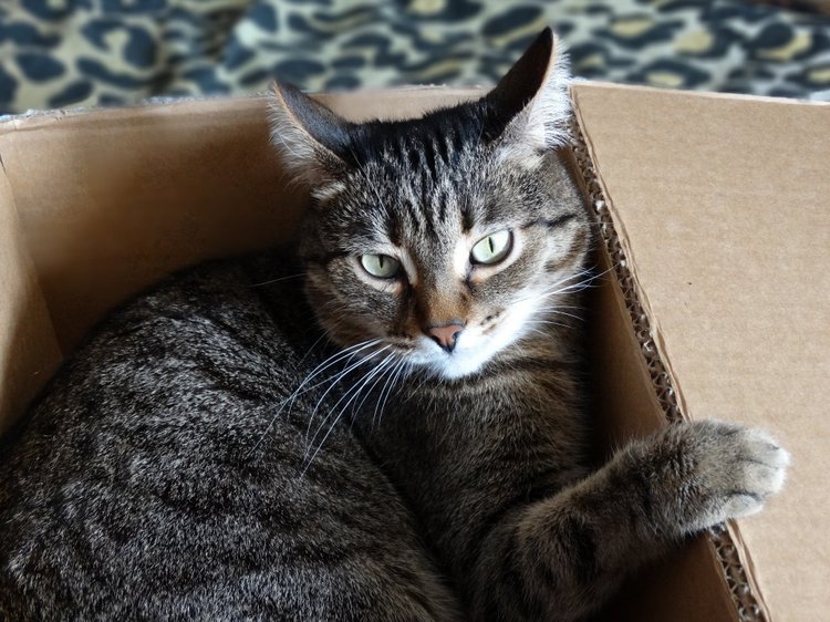 Кхалиси приехала! Экшен-кукла Daenerys от ThreeZero