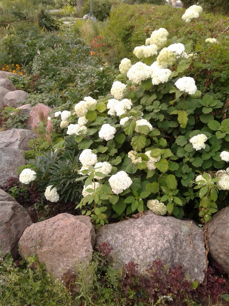 Прогулка... или свидание?! Центральный парк и цветы