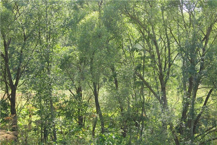 Старицкая Швейцария. Путешествие Мии. Minifee Miyu FairlyLand | Бэйбики Старицкая Швейцария. Путешествие Мии. Minifee Miyu FairlyLand