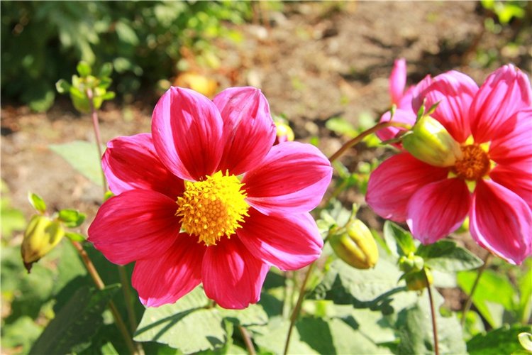 Старицкая Швейцария. Путешествие Мии. Minifee Miyu FairlyLand | Бэйбики Старицкая Швейцария. Путешествие Мии. Minifee Miyu FairlyLand (фото 8)