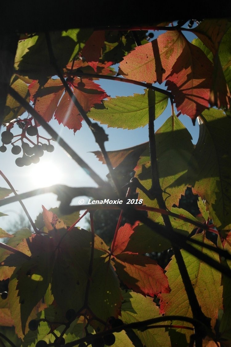 Мои куклы Kidz'n'Cats. Рози 2016