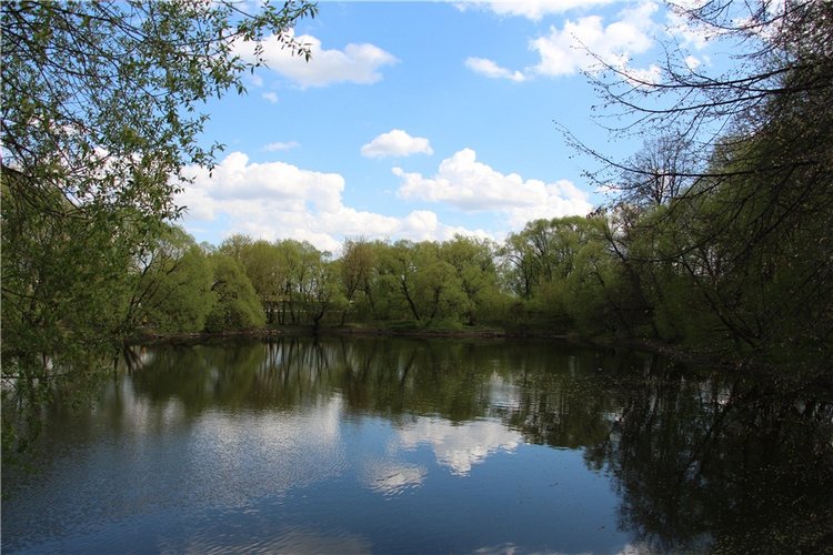 Один раз в год сады цветут (фото 5)