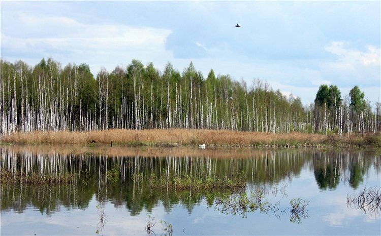 "Лебединое озеро" в Твери