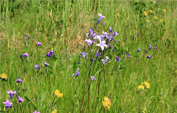 Малиновый Июнь, продолжение. BJD Gigi от Meadow Dolls