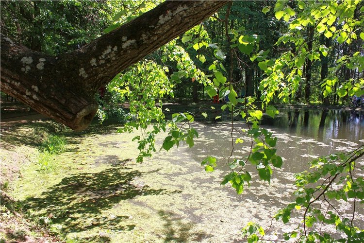 Я к Вам лечу воспоминаньем...Пушкинский праздник поэзии в Берново, 2019 год