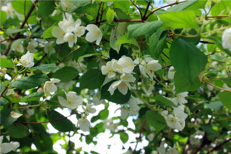 Любимая Старица. Свято-Успенский мужской монастырь (фото 2)