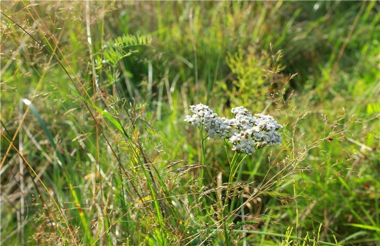 Странница во времени — Антикварные куклы Simon & Halbig (S&H): Симон Хальбиг