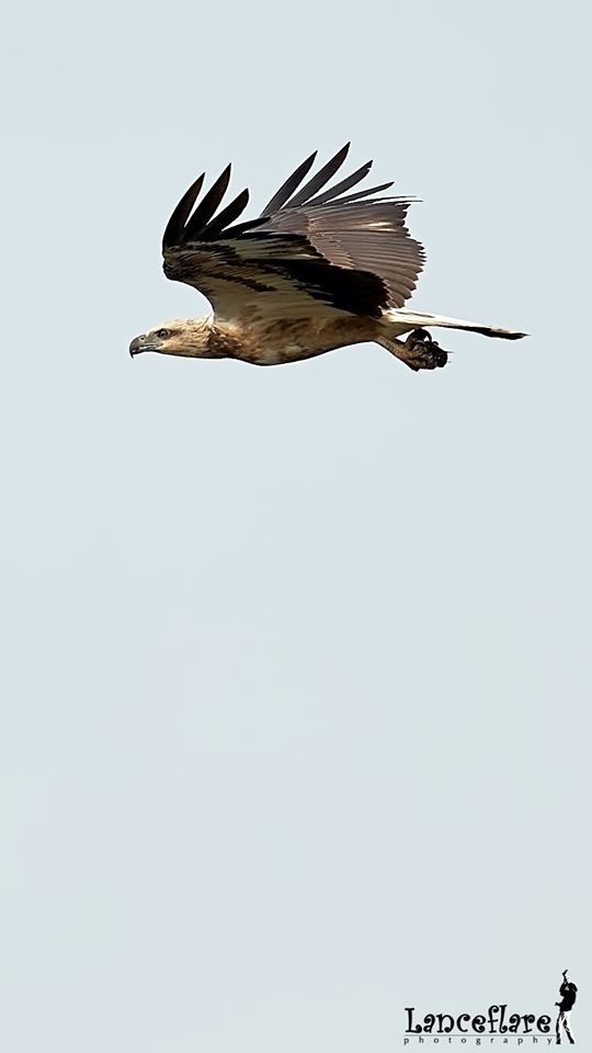 Любителям природы - профессиональные фотографии (выпуск 4)