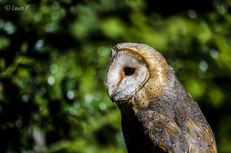 Любительские и профессиональные фотографии Сов (выпуск 2)
