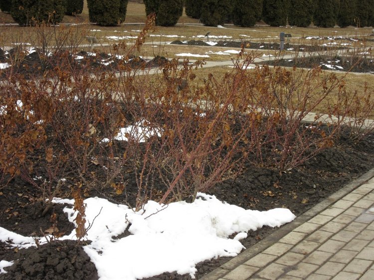 Кисловодские приключения. Шо, опять (фото 7)