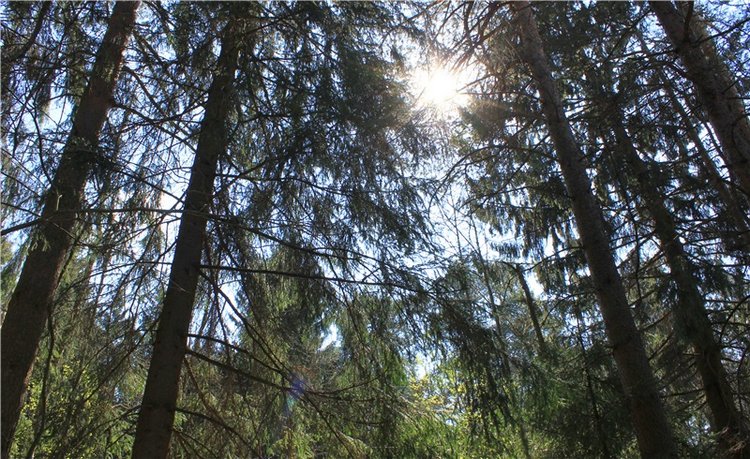 Савватьева Пустынь, Тверская область