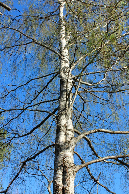 Прогулка Софи. Lati HoneyBee New Mystic Sophie | Бэйбики Прогулка Софи. Lati HoneyBee New Mystic Sophie