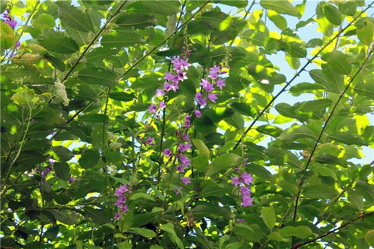 Тайны Древней Старицы — Культура