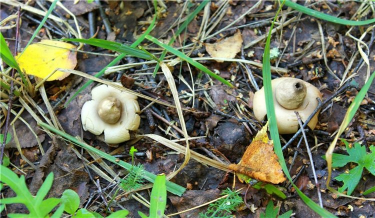 Августовское путешествие в "Сад Камней" | Бэйбики Августовское путешествие в "Сад Камней"