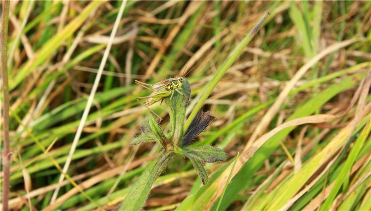 Путешествие Имани на Волгу, продолжение. Mini Imani от Kaye Wiggs