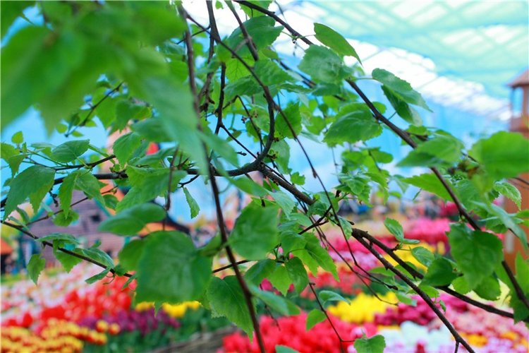 Выставка тюльпанов в Твери